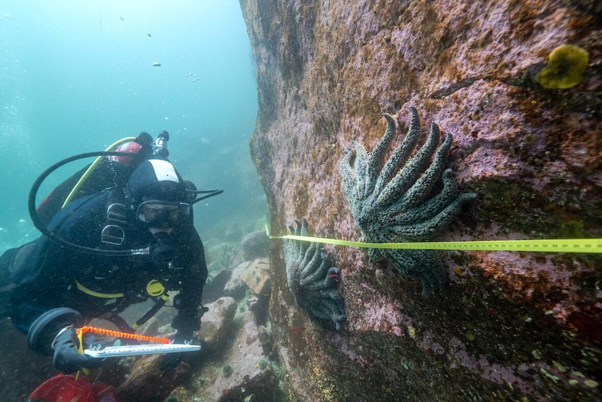 Alyssa Gehman Diving Burke Channel_Photo courtesy of Bennett Whitnell_Hakai Institute