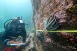 Alyssa Gehman Diving Burke Channel_Photo courtesy of Bennett Whitnell_Hakai Institute