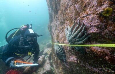 Alyssa Gehman Diving Burke Channel_Photo courtesy of Bennett Whitnell_Hakai Institute