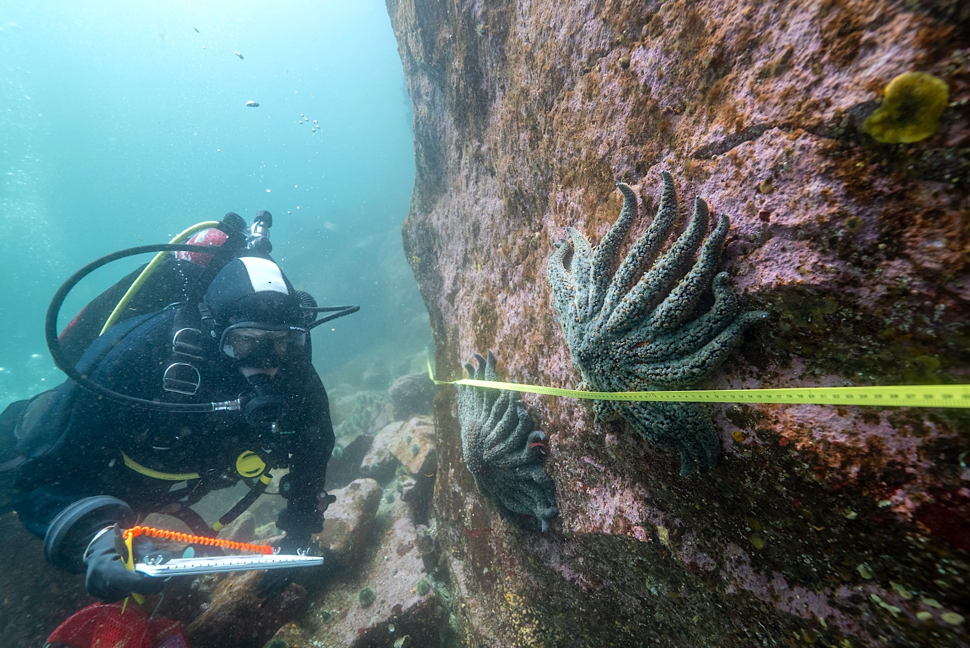 Alyssa Gehman Diving Burke Channel_Photo courtesy of Bennett Whitnell_Hakai Institute
