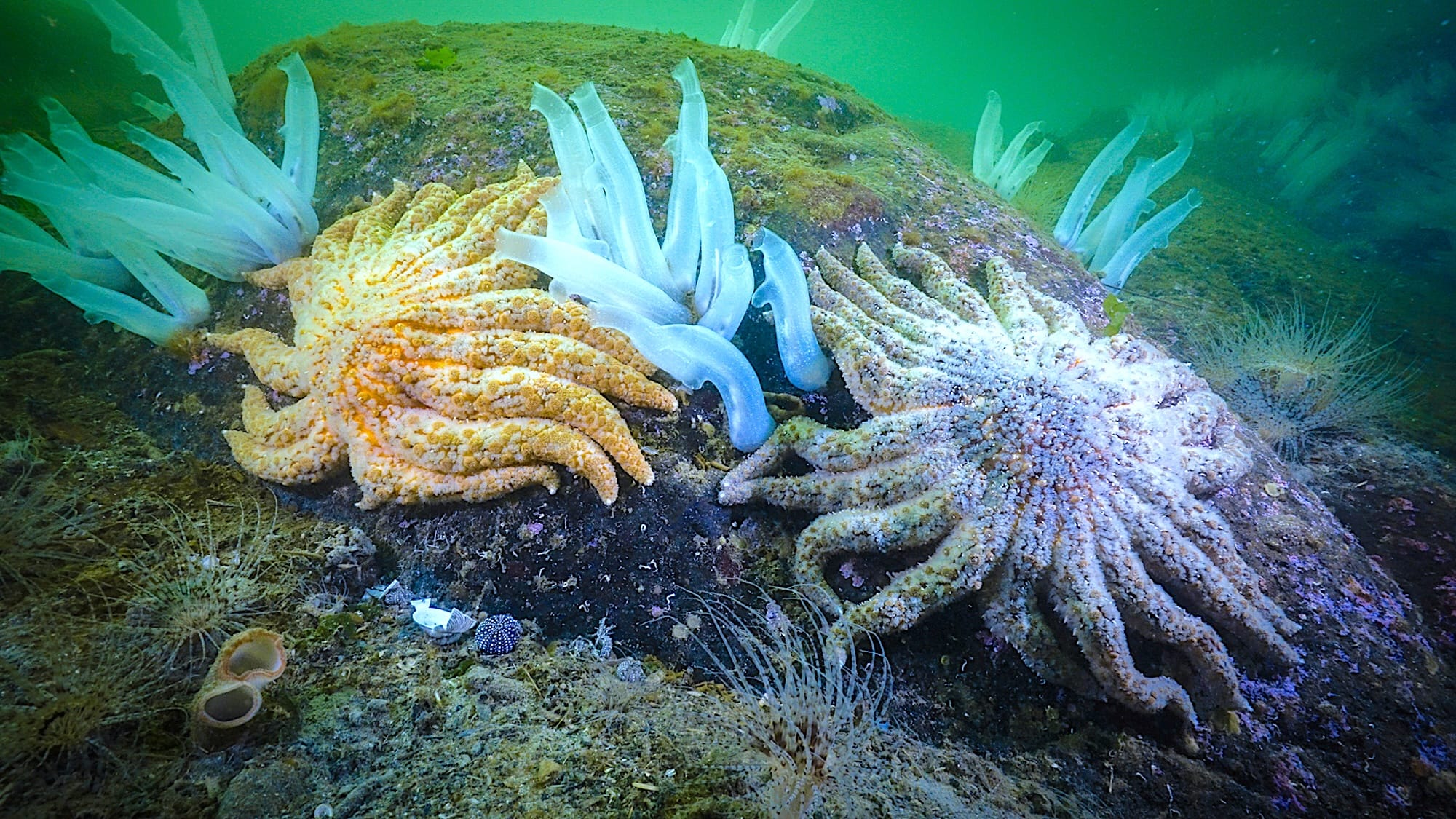 Pycnopodia and vase tunicates in Rivers Inlet_Photo courtesy of Bennett Whitnell_Hakai Institute