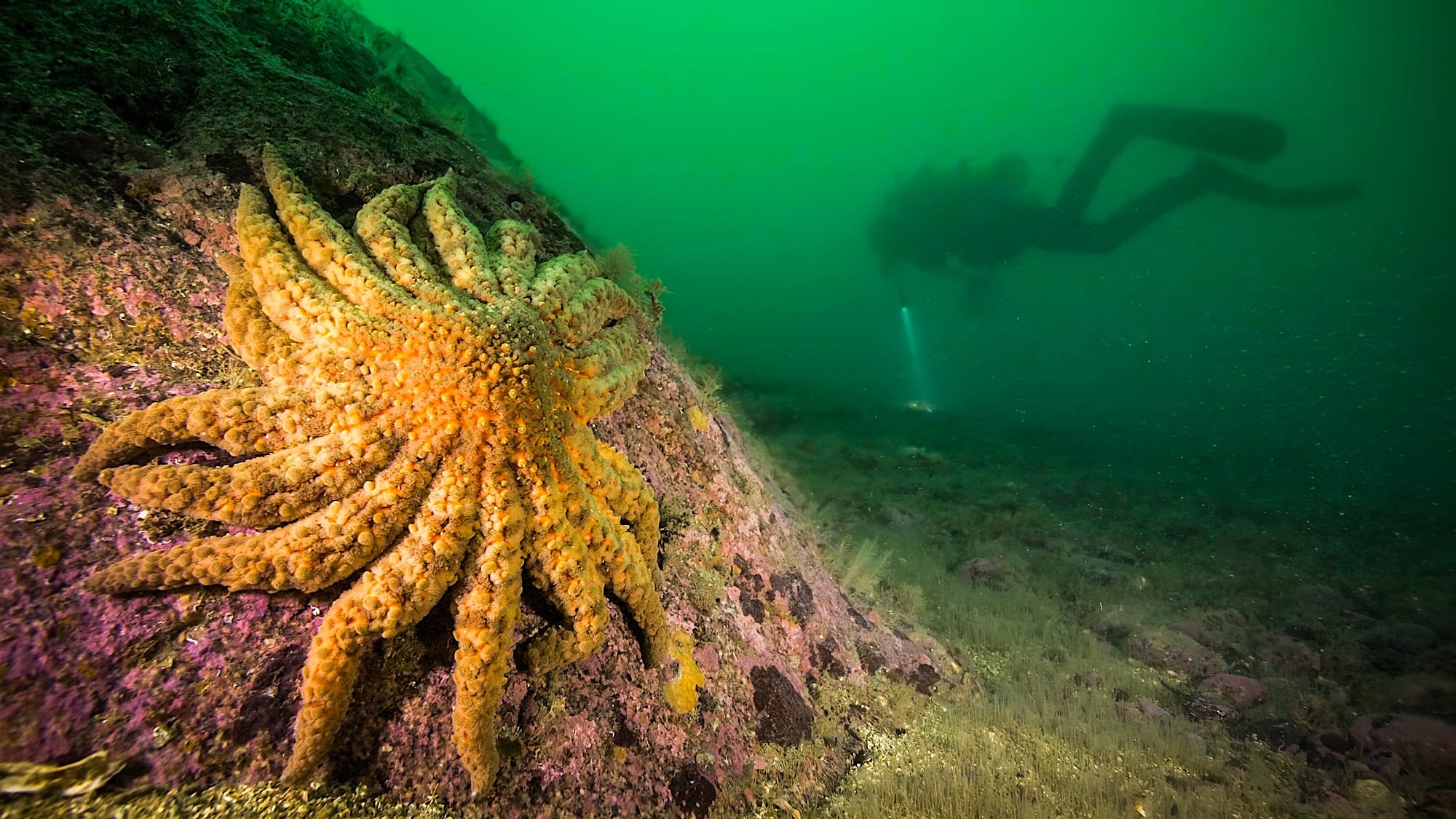 Sunflower sea star in Knight Inlet_Photo courtesy of Grant Callegari_Hakai Institute