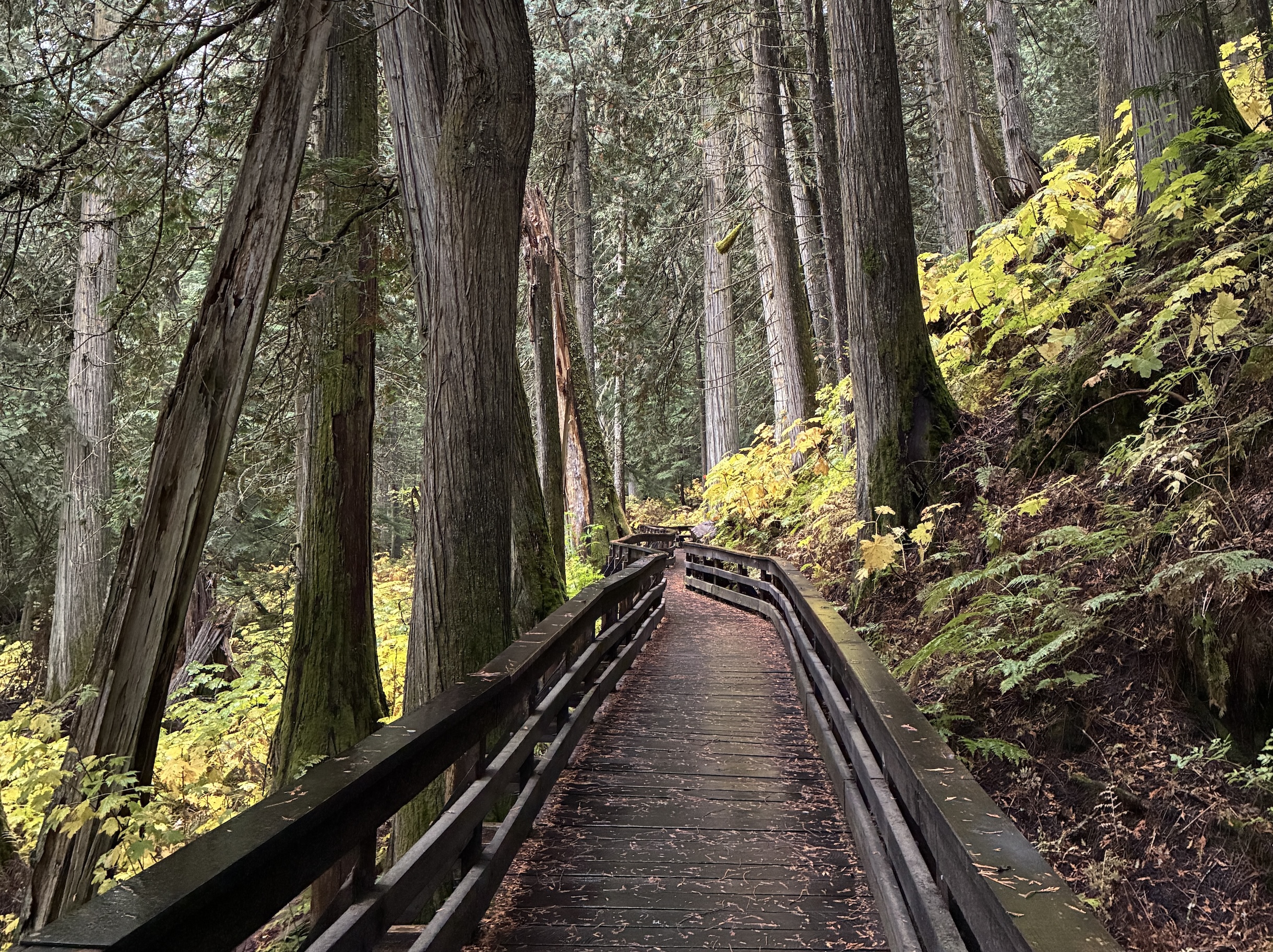 bc ev road trip forest walk