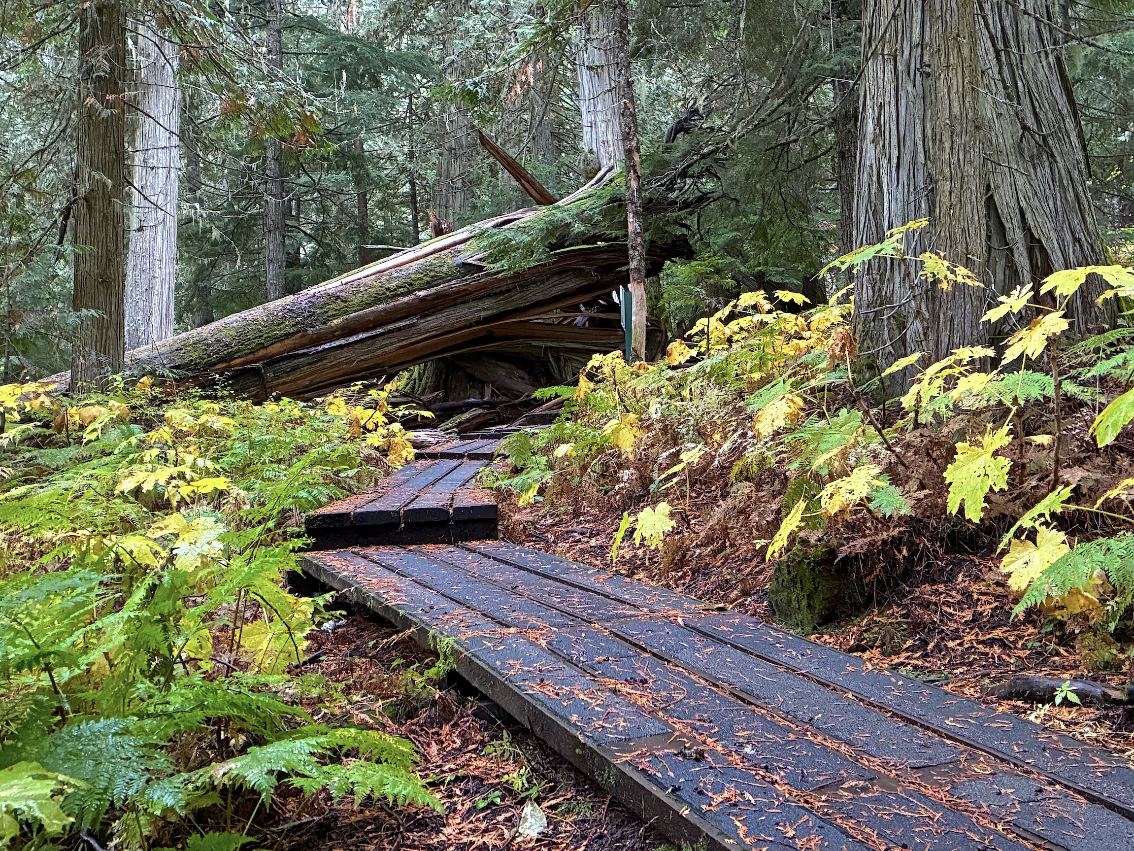 bc ev road trip ancient forest provincial park