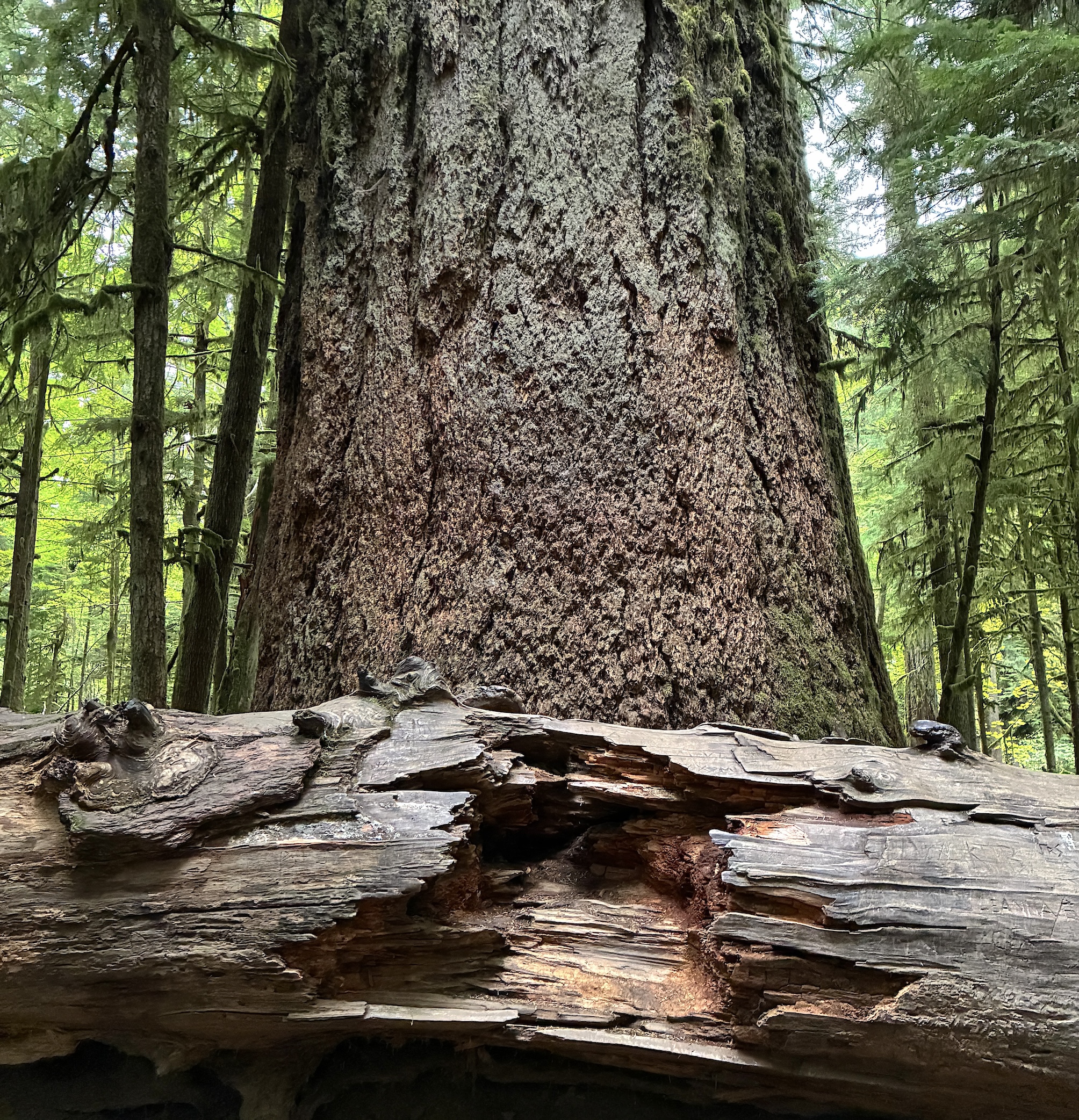 bc road trip tree photo